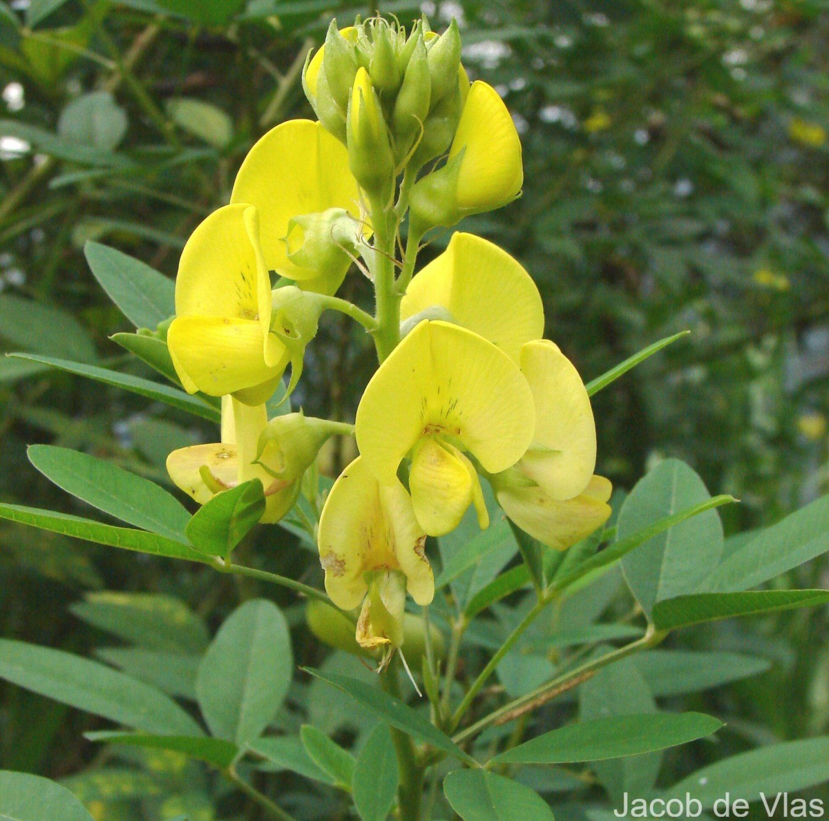 Crotalaria micans Link